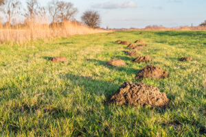 Molshopen van de mol Talpa europaea
