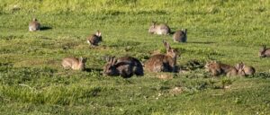 Plaag van wilde Europese konijnen Oryctolagus cuniculus maakt holen in de grond