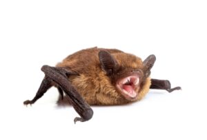 Vleermuis Pipistrellus pipistrellus