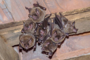 Vleermuizen Pipistrellus pipistrellus overlast op zolder