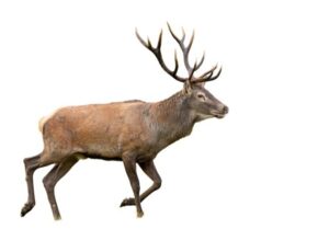 Edelhert Cervus elaphus geisoleerd op een witte achtegrond foto