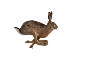 Haas Lepus europaeus geisoleerd op een witte achtegrond foto