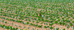 Haas Lepus europaeus richt schade aan in veld met jonge koolplanten