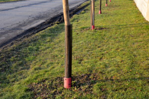 Preventie van schade aan jonge bomen veroorzaakt door edelherten edelhert eet bast