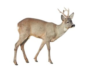 Ree Capreolus capreolus geisoleerd op een witte achtergrond