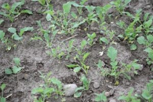 Schade aan koolzaadplanten veroorzaakt door reeen Capreolus capreolus ree.jpg