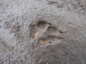 Vos Vulpes vulpes pootafdruk in het zand herkennen foto