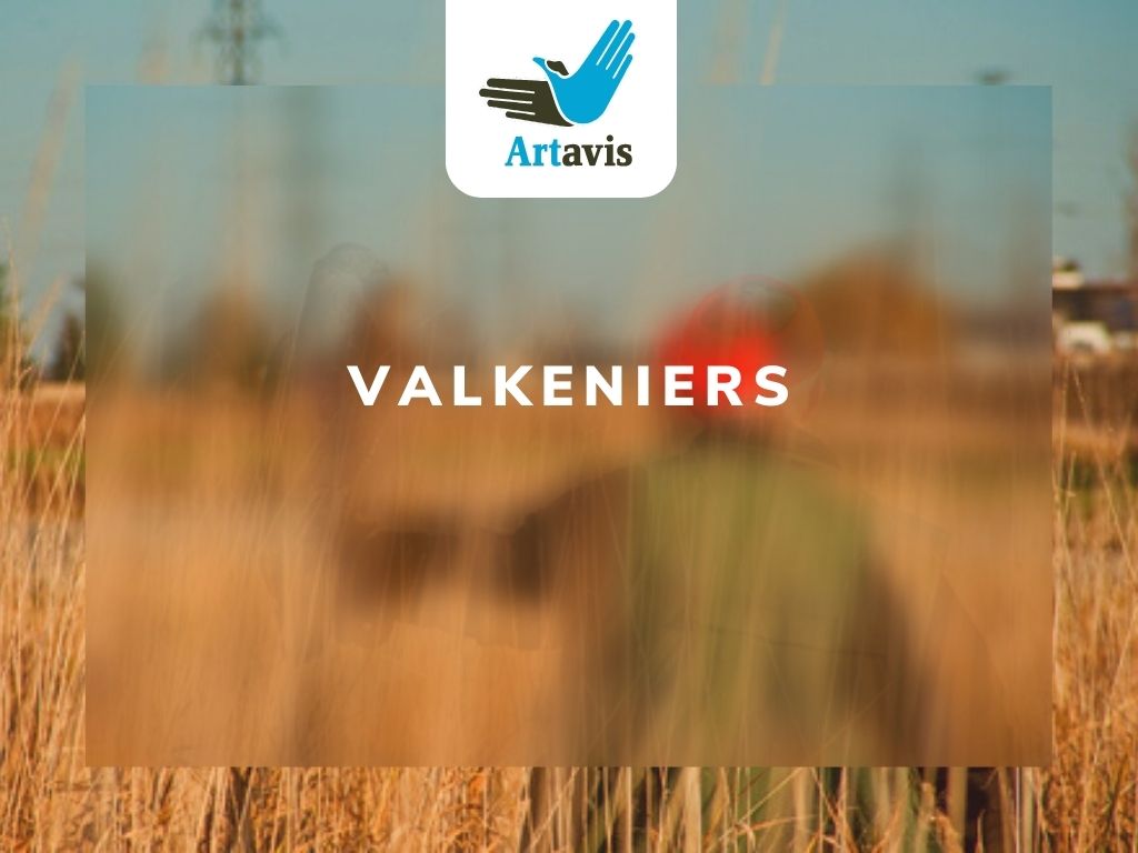 Wild zwijn op witte achtergrond
